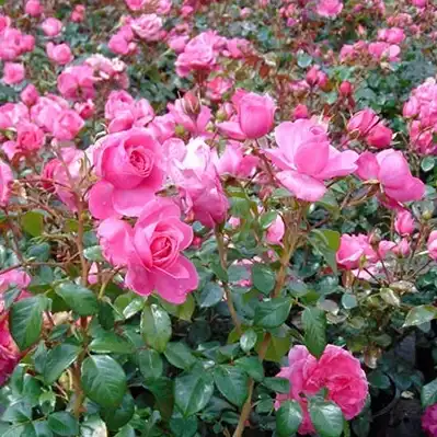 Rosa Roz - roz - trandafir pentru straturi Floribunda